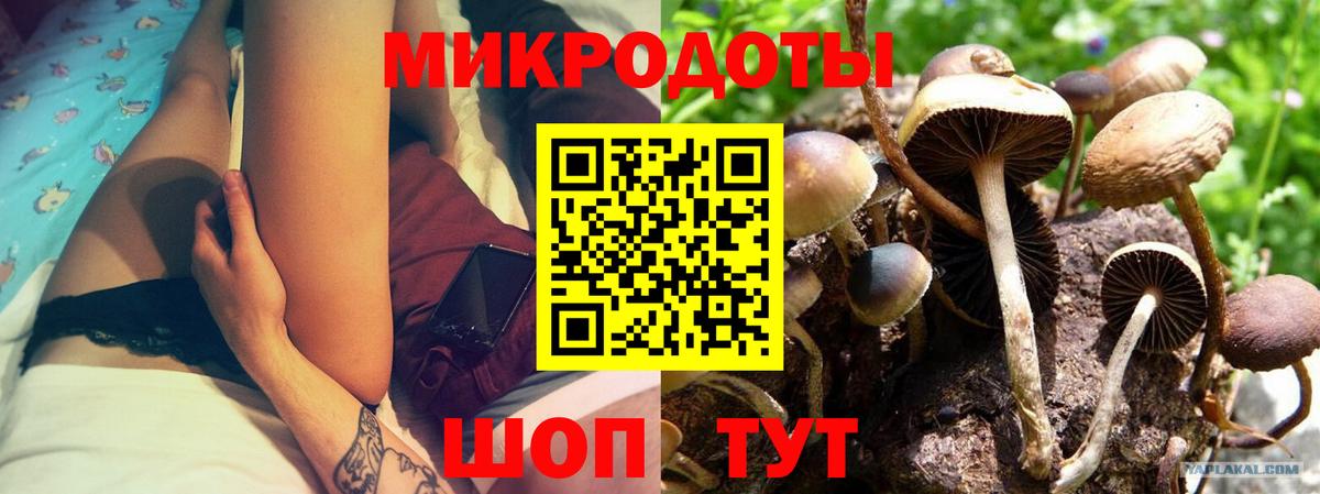 Псилоцибиновые грибы Psilocybe Ессентуки